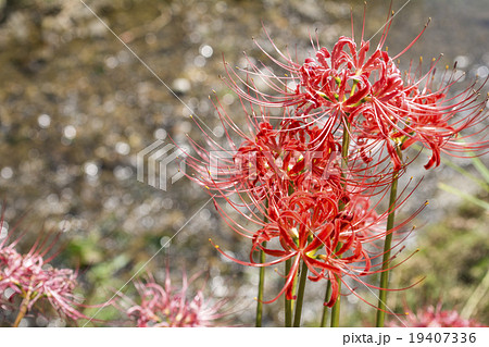 小川のきらめきをバックにマンジュシャゲの花 19407336