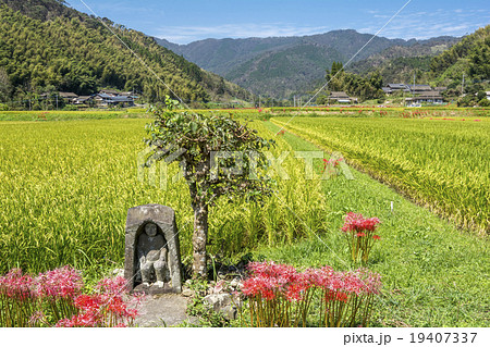 水田をバックに田の神様とマンジュシャゲの花 水田をバックに田の神様とマンジュシャゲの花 19407337