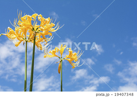 青空をバックにショウキズイセンの花の写真素材