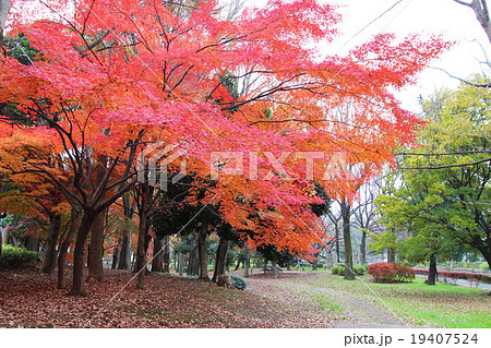 和田堀公園の紅葉 19407524