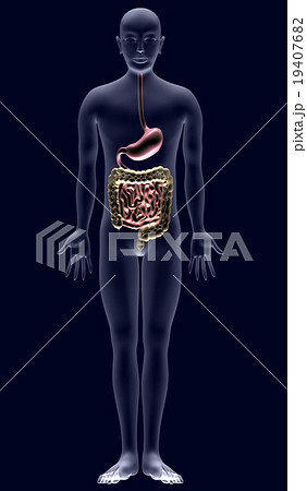 人体解剖図ver2 胃 小腸 大腸 のイラスト素材