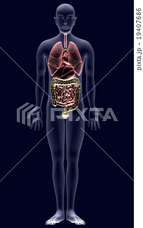 人体解剖図ver2 内臓 のイラスト素材