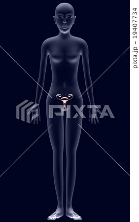 人体解剖図ver2 子宮 卵巣 女性 X線あり のイラスト素材
