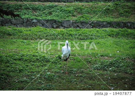 コウノトリ（正面） 19407877