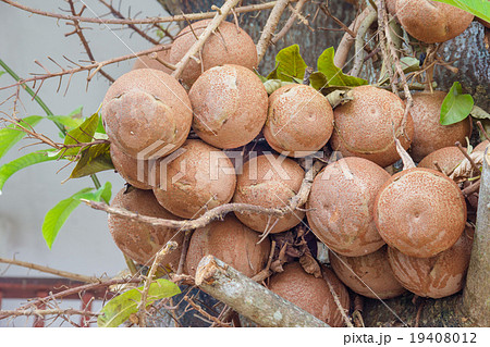 bunch of Couroupita guianensis 19408012