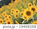 ひまわり畑 19408108