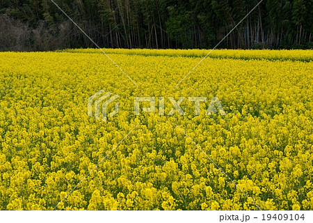 イエローの花畑 19409104