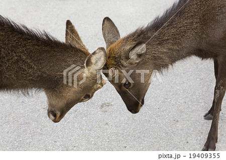 頭を合わせる鹿 19409355