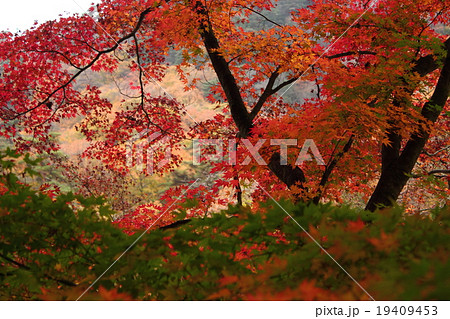 御岳昇仙峡の紅葉 御岳昇仙峡の紅葉 19409453