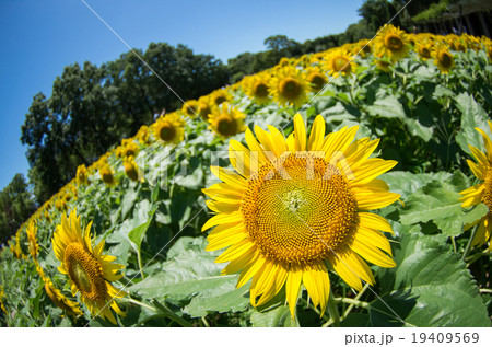 sunflower 19409569