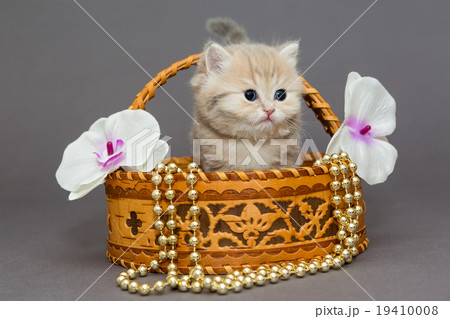 British kitten in a basket 19410008