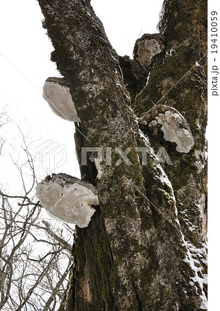 猿の腰掛け 19410059