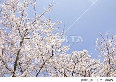 満開の桜 19410089