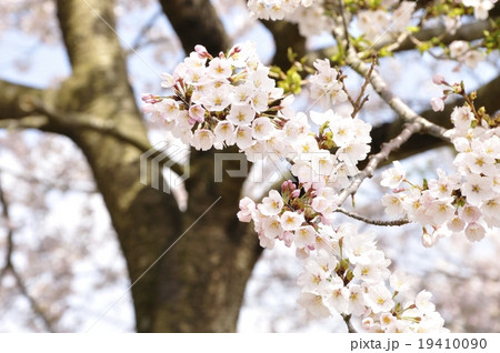 満開の桜 19410090