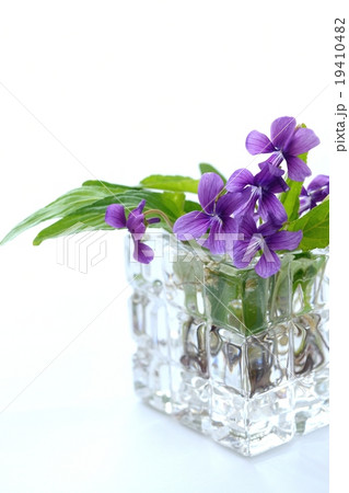 スミレの花 白バック スミレの花 白バック 19410482