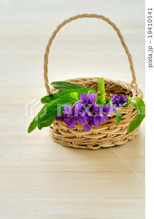 籠に入ったスミレの花　木バック 19410541