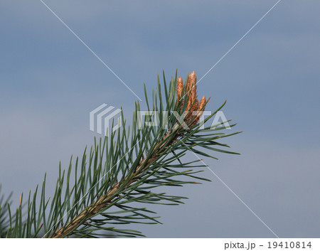 Pine brunch over sky Pine brunch over sky 19410814