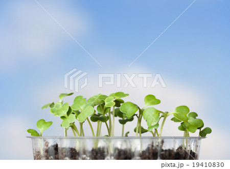 Cabbage seedlings 19410830