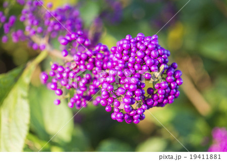 オオムラサキシキブ 19411881