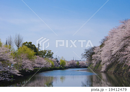 彦根城外堀の桜 19412479