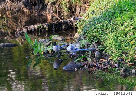 水辺のオナガ夫婦２ 19413941