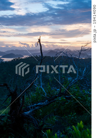 Dead tree on top of a hill overview over ocean and Dead tree on top of a hill overview over ocean and 19414090