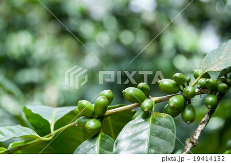 Green coffee beans with leaves on branch at a Green coffee beans with leaves on branch at a 19414132