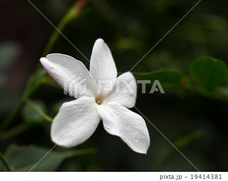 羽衣ジャスミンの白い花の写真素材