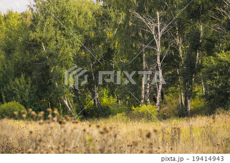 Beautiful landscape - summer birchwood Beautiful landscape - summer birchwood 19414943