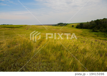 field of spring grass and forest 19415096