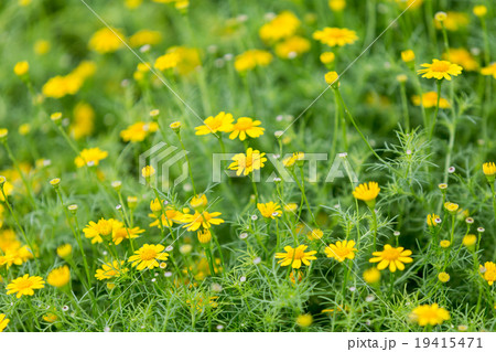Little yellow flowers in the field Little yellow flowers in the field 19415471