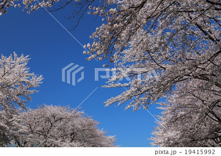 佐保川の桜並木 19415992