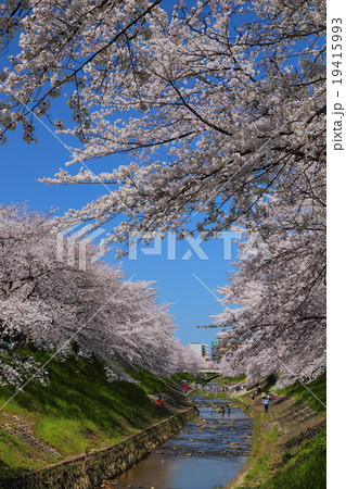 佐保川の桜並木 19415993