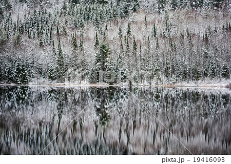 Winter forest reflections on still waters. 19416093