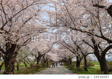 Cherry blossoms in Tenshochi park, Kitakami city Cherry blossoms in Tenshochi park, Kitakami city 19416097