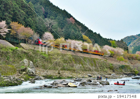 桜とトロッコ列車 桜とトロッコ列車 19417548