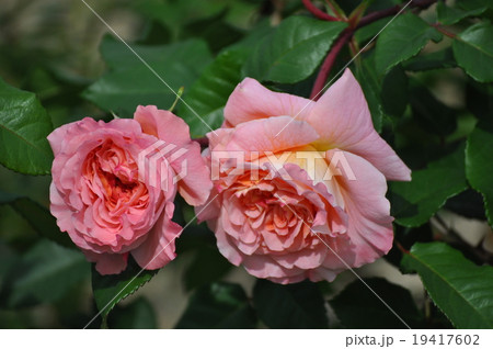 2輪のアウグスタルイーゼ 19417602