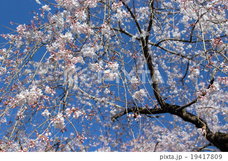 さくら さくら 19417809