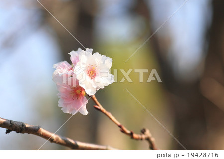 ジュウガツザクラの花 ジュウガツザクラの花 19428716