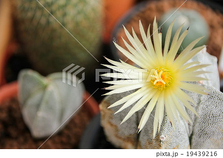 Flower of Star Cactus (Astrophytum Myriostigma) Flower of Star Cactus (Astrophytum Myriostigma) 19439216