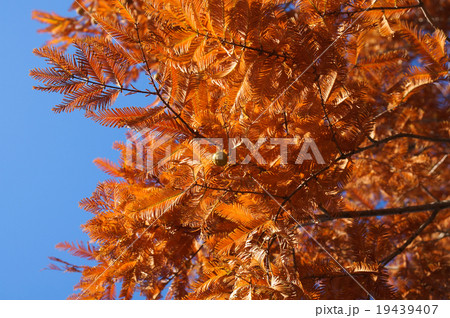 紅葉のメタセコイア 19439407