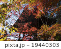 平林寺、紅葉 19440303