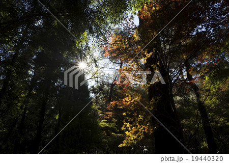 平林寺　紅葉 19440320