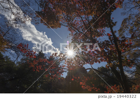 平林寺 紅葉 平林寺 紅葉 19440322
