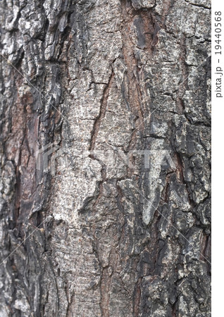 Close up of wood peeling texture 19440568
