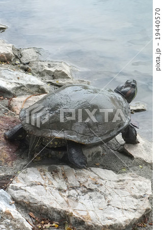 Turtle walking on the rock Turtle walking on the rock 19440570