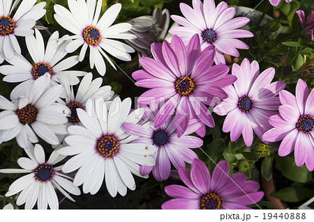 白い花 薄紫の花 ガザニアの写真素材