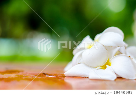 Sweet Plumeria (frangipani) flowers on table 19440995