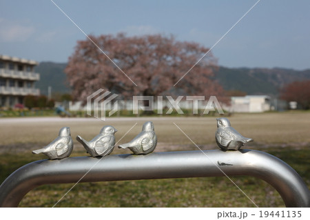 桜 19441135