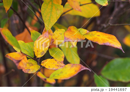 クロバナロウバイの黄葉 19441697